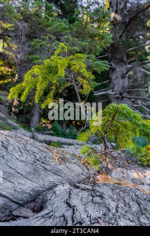 Sitka Fichte, Pidea sitchensis, Baumhain aus einem Baumstamm im Regenwald auf Haida Gwaii, British Columbia, Kanada Stockfoto