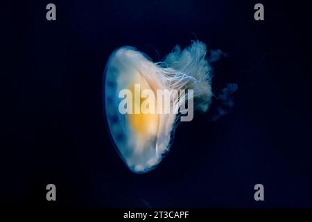 Fried Egg Jelly, Phacellophora camtschatica, in Gewässern des Gwaii Haanas National Park Reserve, Haida Gwaii, British Columbia, Kanada Stockfoto