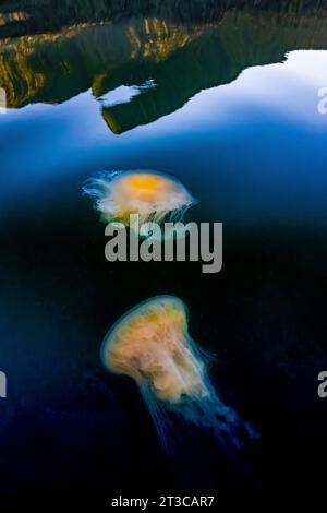 Fried Egg Jelly, Phacellophora camtschatica, in Gewässern des Gwaii Haanas National Park Reserve, Haida Gwaii, British Columbia, Kanada Stockfoto