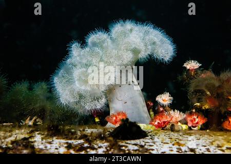 Riesige Plumose Anemone und Rotrompete Kalkröhrenwurm am Dock im Gwaii Haanas National Park Reserve, Haida Gwaii, British Columbia, Kanada Stockfoto