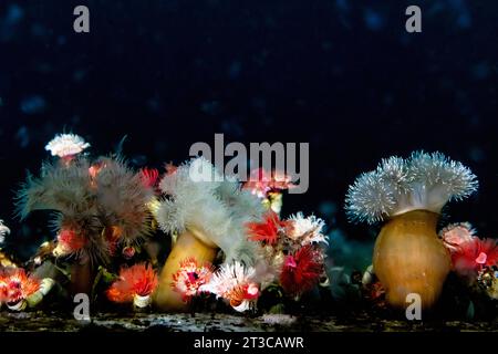 Riesige Plumose Anemone und Rotrompete Kalkröhrenwurm am Dock im Gwaii Haanas National Park Reserve, Haida Gwaii, British Columbia, Kanada Stockfoto