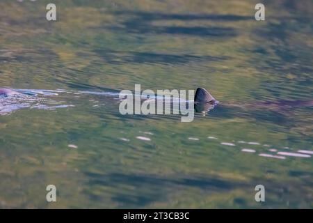 Blue Shark, Prionace glauca, an der Oberfläche des Pazifischen Ozeans vor dem Gwaii Haanas National Park Reserve, Haida Gwaii, British Columbia, Kanada Stockfoto