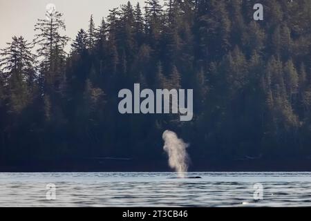 Buckelwale, Megaptera novaeangliae, die in Gewässern vor dem Gwaii Haanas National Park Reserve, Haida Gwaii, British Columbia, Kanada, auftauchen und wehen Stockfoto