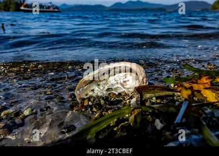 Northern Abalone, Haliotis kamtschatkana, Panzer an verlassenen japanischen Abalone-Konservenanlagen im Gwaii Haanas National Park Reserve, Haida Gwaii, Britisch Stockfoto