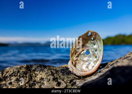 Northern Abalone, Haliotis kamtschatkana, Panzer an verlassenen japanischen Abalone-Konservenanlagen im Gwaii Haanas National Park Reserve, Haida Gwaii, Britisch Stockfoto