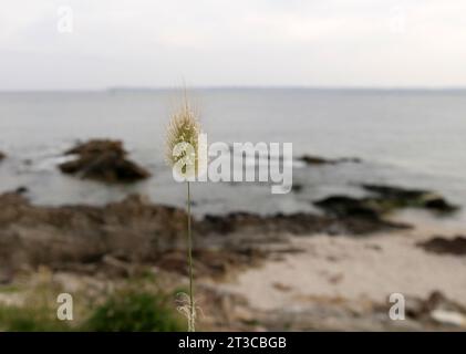 Isolierte Ovalblume von Lagurus ovatus oder Bunnytail-Pflanze mit dem Meer im Hintergrund Stockfoto