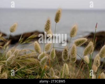 Ovale Blüten des Lagurus ovatus oder der Bunnytail-Pflanze mit dem Meer im Hintergrund Stockfoto