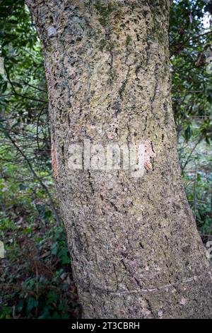 Der antike Korkeiche Quercus suber, auch Korkeiche genannt, ist eine mittelgroße, immergrüne Eiche im Abschnitt Quercus Sekt. Cerris. Es ist Th Stockfoto