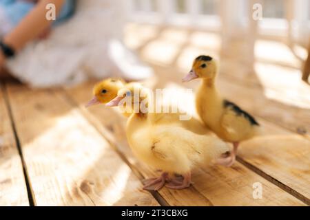 Nahaufnahme der Gruppe niedliche kleine süße gelbe Entlein, die an sonnigen Tagen im Gartenhaus spazieren gehen. Konzept der Exkursion zum Öko-Bauernhof, Leben in Stockfoto