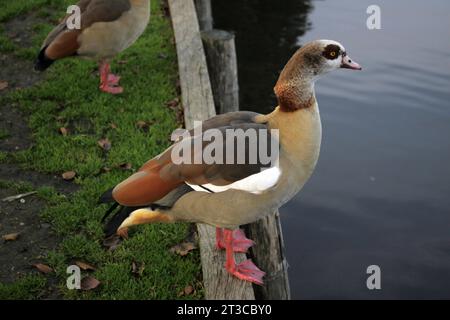 Ägyptische Gänse neben Tilgate Lake West Sussex Stockfoto