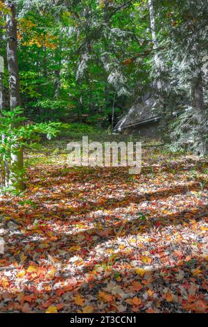 Herbstblätter, die auf den Waldboden fallen, zeigen das Dach eines versteckten Häuschens oder einer Hütte im Kiefernwald. Lange Schatten sind auf dem belaubten Boden zu sehen. Stockfoto