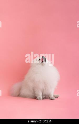 Porträt eines süßen, flauschigen pommerschen Welpen. Ein kleiner, lächelnder Hund sitzt und leckt seine Lippen auf einem hellen, trendigen rosa Hintergrund. Stockfoto