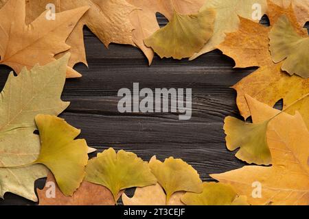 Dunkler hölzerner Hintergrund für Text mit einem Rahmen aus herabfallenden Herbstblättern aus Ahorn, Platane, Ginkgo biloba, Eiche, flacher Lay. Stockfoto