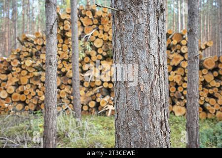 Nahaufnahme eines Baumstamms mit abgeschnittenen Bäumen im Hintergrund, selektiver Fokus. Stockfoto