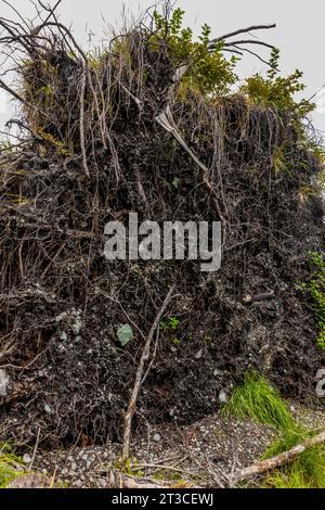 Sitka-Fichte, die in einem Sturm am UNESCO-Weltkulturerbe Sgang Gwaay Llnagaay, einem alten Dorf im Gwaii Haanas Nationalpark, entwurzelt ist. Stockfoto