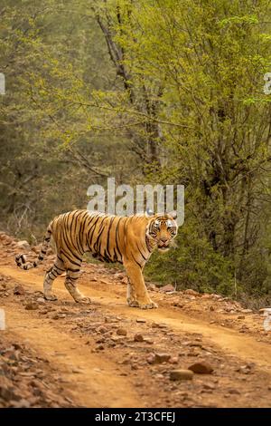 Wilde bengalische Tigerin oder panthera tigris, die bei einer abendlichen Safari in ranthambore einen Waldweg oder eine Straße überqueren Stockfoto