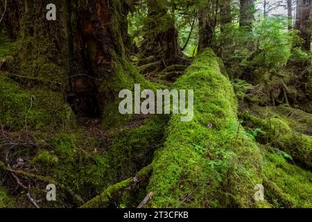 Üppig grüner Regenwald im Rose Harbour, Gwaii Haanas National Park Reserve, Haida Gwaii, British Columbia, Kanada Stockfoto