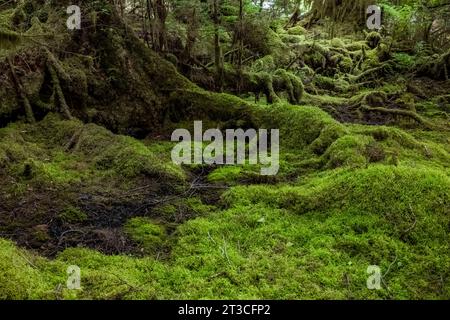 Üppig grüner Regenwald im Rose Harbour, Gwaii Haanas National Park Reserve, Haida Gwaii, British Columbia, Kanada Stockfoto