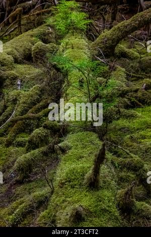 Üppig grüner Regenwald im Rose Harbour, Gwaii Haanas National Park Reserve, Haida Gwaii, British Columbia, Kanada Stockfoto