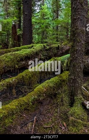 Üppig grüner Regenwald im Rose Harbour, Gwaii Haanas National Park Reserve, Haida Gwaii, British Columbia, Kanada Stockfoto