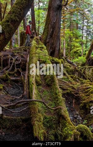 Cedar Kanu im Regenwald von Rose Harbour, Gwaii Haanas National Park Reserve, Haida Gwaii, British Columbia, Kanada [No Mo Stockfoto