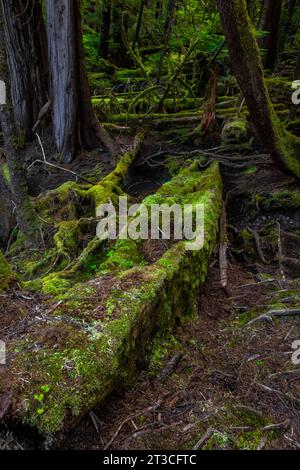 Üppig grüner Regenwald im Rose Harbour, Gwaii Haanas National Park Reserve, Haida Gwaii, British Columbia, Kanada Stockfoto