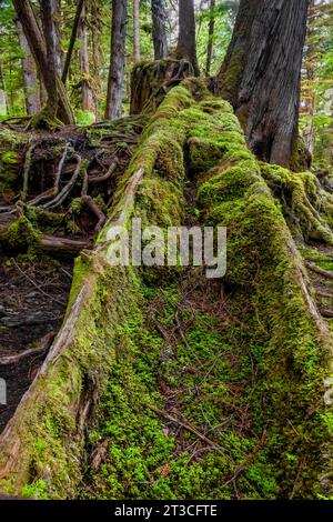 Cedar Kanu wurde im Regenwald von Rose Harbour, Gwaii Haanas National Park Reserve, Haida Gwaii, British Columbia, Kanada, geschnitzt, aber verlassen Stockfoto