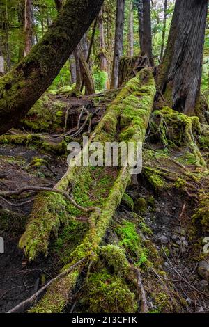 Cedar Kanu wurde im Regenwald von Rose Harbour, Gwaii Haanas National Park Reserve, Haida Gwaii, British Columbia, Kanada, geschnitzt, aber verlassen Stockfoto