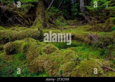 Üppig grüner Regenwald im Rose Harbour, Gwaii Haanas National Park Reserve, Haida Gwaii, British Columbia, Kanada Stockfoto