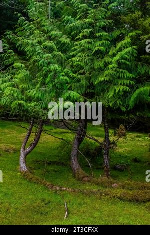 WESTERN Redcedars auf dem Gelände der alten Rose Harbour Waling Station im Gwaii Haanas National Park Reserve, Haida Gwaii, British Columbia, Kanada Stockfoto