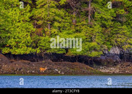 Sitka-Schwarzschwanzhirsche, Odocoileus hemionus sitkensis, Bock auf der Suche nach Seetang bei Ebbe, Rose Harbour, Gwaii Haanas National Park Reserve, Haida GWA Stockfoto