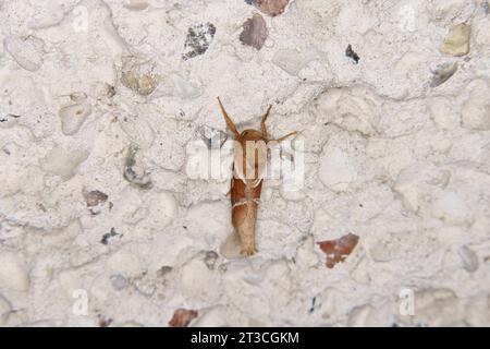 Trioda sylvina Familie Hepialidae Gattung Triodia Orange SWIFT Motte wilde Natur Insektenfotografie, Bild, Tapete Stockfoto