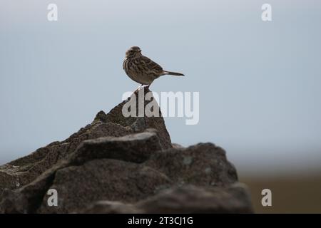 Eine Wiese Pipit („Anthus pratensis“) thront auf einer Drystone Wall im Elslack Moor, Lothersdale, North Yorkshire, Großbritannien Stockfoto