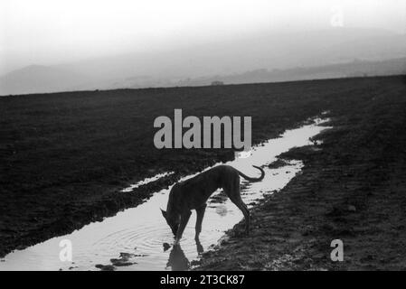 Lurcher Hund bei Sonnenaufgang. Traditionell eine Kreuzung zwischen Aussehhund und einem anderen Hund auf der Appleby Horse Fair. Appleby in Westmorland Gypsy Horse Fair Cumbria, England Juni 1981 1980s UK HOMER SYKES Stockfoto