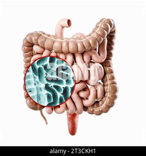 3D-Darstellung des menschlichen inneren Organs - Darm. 3D-Rendering des Darmröntgenscans Stockfoto