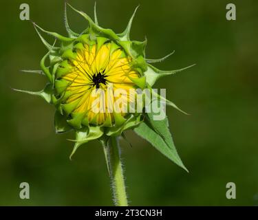 Geschlossene Sonnenblume. Ein isolierter mirasol in hellem Sonnenlicht. Stockfoto