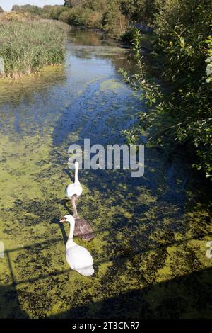 Schwäne mit cygnet auf dem St Helens Canal, Fiddlers Ferry, Cehshire Stockfoto