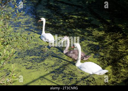 Schwäne mit cygnet auf dem St Helens Canal, Fiddlers Ferry, Cehshire Stockfoto