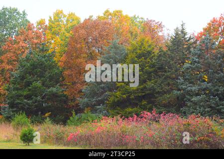 Herbstfarben in einer Reihe von Bäumen, Eichen, Hickory, Zedern, Sumak, und andere. Stockfoto