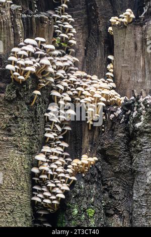 Schwefeltuft (Hypholoma fasciculare), Emsland, Niedersachsen, Deutschland Stockfoto