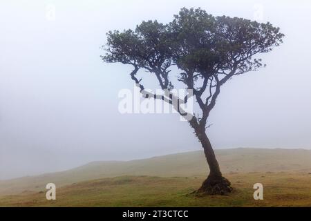 Lorbeerzimmer im Nebel, Stinkwood (Ocotea foetens), alter Lorbeerwald (Laurisilva), UNESCO-Weltkulturerbe, Fanal, Madeira, Portugal Stockfoto