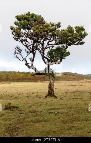 Lorbeerbaum im Nebel, Stinkholz (Ocotea foetens), alter Lorbeerwald (Laurisilva), UNESCO-Weltkulturerbe, Fanal, Madeira, Portugal Stockfoto