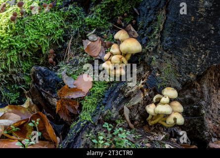 Pilze (Kuehneromyces mutabilis) im Mischwald, Ansammlung von Hollyhockschwämmen, Berlin, Deutschland Stockfoto