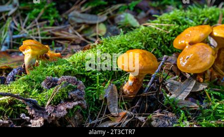 Pilze (Kuehneromyces mutabilis) im Mischwald, Ansammlung von Hollyhockschwämmen, Berlin, Deutschland Stockfoto