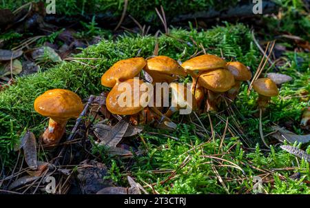 Pilze (Kuehneromyces mutabilis) im Mischwald, Ansammlung von Hollyhockschwämmen, Berlin, Deutschland Stockfoto