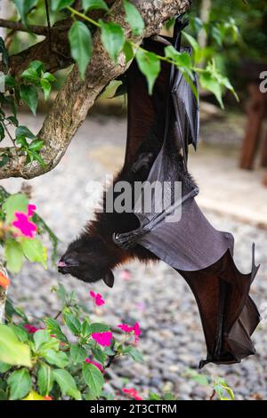 Ein fliegende Fuchs auf einem Busch mit Blumen auf dem Boden in Bali, Indonesien Stockfoto