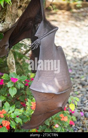 Ein fliegende Fuchs auf einem Busch mit Blumen auf dem Boden in Bali, Indonesien Stockfoto