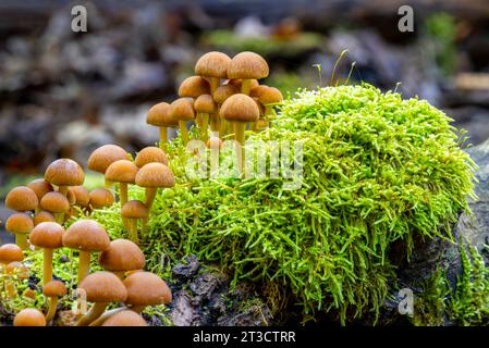 Pilze (Kuehneromyces mutabilis) im Mischwald, Ansammlung von Hollyhockschwämmen, Berlin, Deutschland Stockfoto