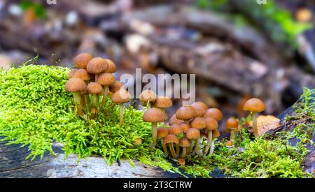 Pilze (Kuehneromyces mutabilis) im Mischwald, Ansammlung von Hollyhockschwämmen, Berlin, Deutschland Stockfoto