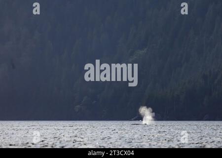 Buckelwale, Megaptera novaeangliae, die in Gewässern vor dem Gwaii Haanas National Park Reserve, Haida Gwaii, British Columbia, Kanada, auftauchen und wehen Stockfoto